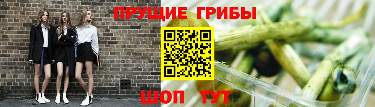 Псилоцибиновые грибы GOLDEN TEACHER  Вход с VPN  Псилоцибиновые грибы GOLDEN TEACHER  Ртищево 